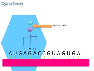 Peptide bond

U C U

AUGAGACCGUAGUGA

 