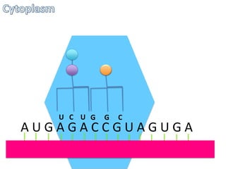 U C U G

G

C

AUGAGACCGUAGUGA

 
