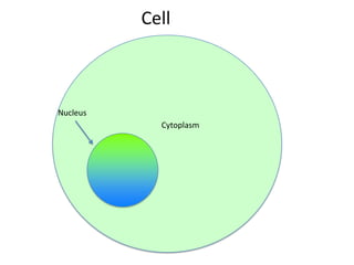 Cell

Nucleus
Cytoplasm

 
