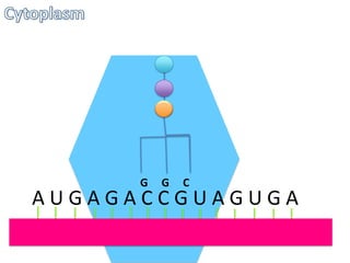 G

G

C

AUGAGACCGUAGUGA

 