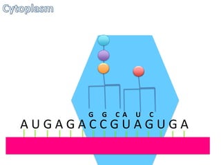 G

G

CA

U

C

AUGAGACCGUAGUGA

 
