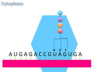 A

U

C

AUGAGACCGUAGUGA

 