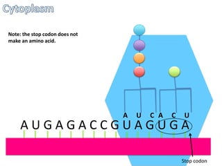 Note: the stop codon does not
make an amino acid.

A

U

C A

C

U

AUGAGACCGUAGUGA

Stop codon

 