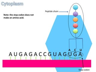 Peptide chain
Note: the stop codon does not
make an amino acid.

A

C

U

AUGAGACCGUAGUGA

Stop codon

 