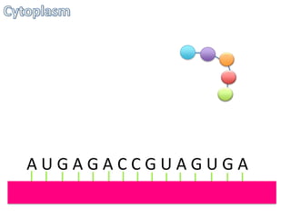 AUGAGACCGUAGUGA

 
