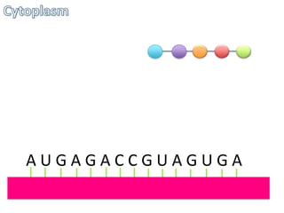 AUGAGACCGUAGUGA

 