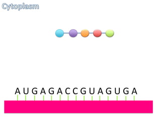 AUGAGACCGUAGUGA

 