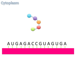 AUGAGACCGUAGUGA

 
