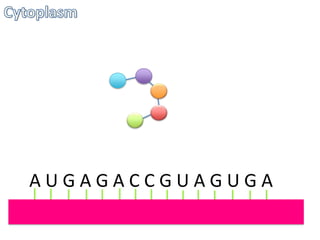 AUGAGACCGUAGUGA

 