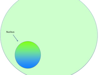 Nucleus

 