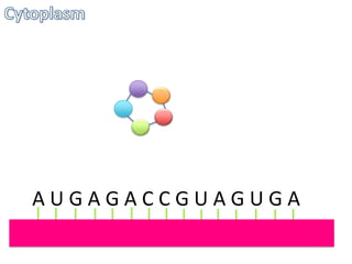AUGAGACCGUAGUGA

 