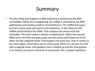 Summary
• The first thing that happens is RNA polymerase synthesizes the RNA
nucleotides. While this is happening, the mRNA is attached to the RNA
polymerase and making another strand behind it. The mRNA then goes
out the nuclear pore and went to the ribosome. In the ribosome the
mRNA strand attracts the tRNA. That contains the amino acid and
anticodon. This start codon is known as Methionine. When the second
tRNA came, the first one goes away and the amino acid hooks on to the
other one by a peptide bond. That happens for each one. Then it comes to
the start codon, which does not an amino acid. When it is all over it is left
with a peptide chain. the peptide chain is folded up and the final protein
in its tertiary structure is formed. In conclusion, this is protein synthesis.

 
