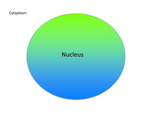 Cytoplasm

Nucleus

 
