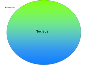 Cytoplasm

Nucleus

 