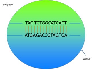 Cytoplasm

TAC TCTGGCATCACT
ATGAGACCGTAGTGA

Nucleus

 