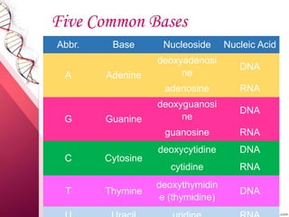NUCLEIC ACIDS: THE RNA | PPT