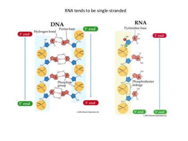 rna structure