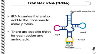 Rna | PPTX | Biological Sciences | Science
