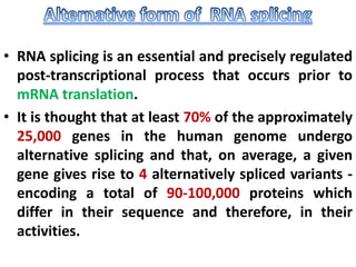 MOLECULAR ORGANIZATION OF EKARYOTIC RNA | PPT