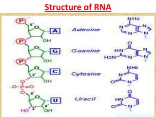 MOLECULAR ORGANIZATION OF EKARYOTIC RNA | PPTX