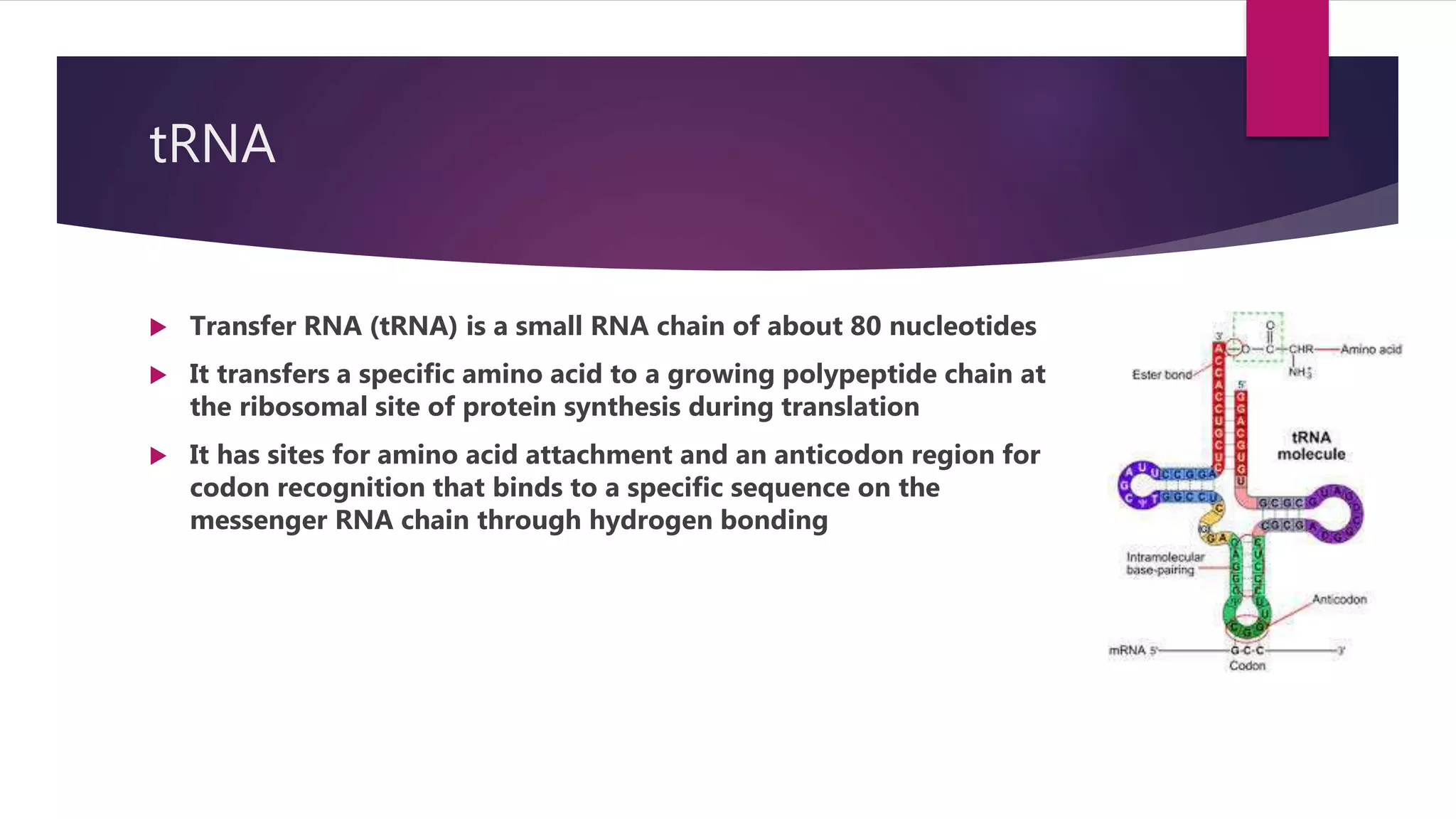 Ribonucleic Acid (RNA) | PPTX