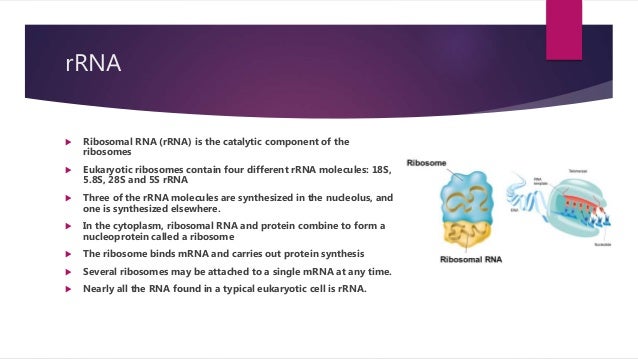 dna stands for ribonucleic acid dna stands for ribonucleic acid