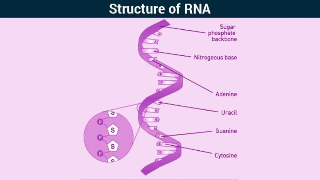 Ribonucleic Acid (RNA)