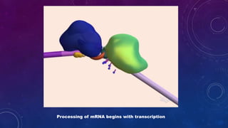 Processing of mRNA begins with transcription
 