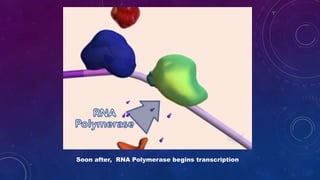 Soon after, RNA Polymerase begins transcription
 