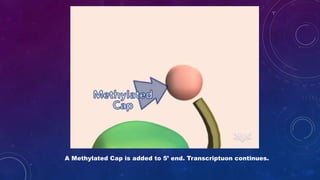 A Methylated Cap is added to 5’ end. Transcriptuon continues.
 