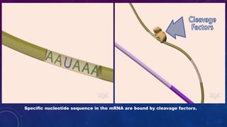 Specific nucleotide sequence in the mRNA are bound by cleavage factors.
 