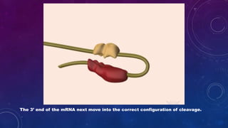 The 3’ end of the mRNA next move into the correct configuration of cleavage.
 