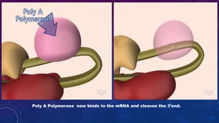 Poly A Polymerase now binds to the mRNA and cleaves the 3’end.
 