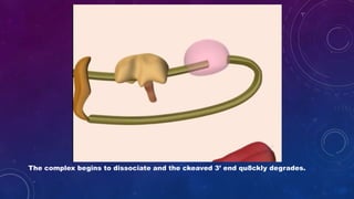 The complex begins to dissociate and the ckeaved 3’ end qu8ckly degrades.
 