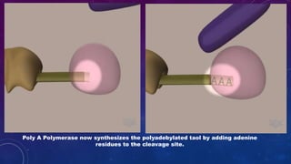 Poly A Polymerase now synthesizes the polyadebylated taol by adding adenine
residues to the cleavage site.
 