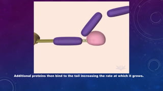 Additional proteins then bind to the tail increasing the rate at which it grows.
 