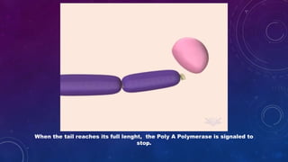 When the tail reaches its full lenght, the Poly A Polymerase is signaled to
stop.
 