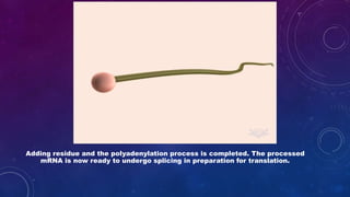 Adding residue and the polyadenylation process is completed. The processed
mRNA is now ready to undergo splicing in preparation for translation.
 