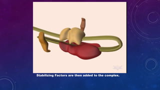 Stabilizing Factors are then added to the complex.
 