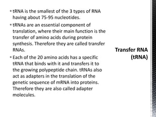 tRNA is the smallest of the 3 types of RNA
having about 75-95 nucleotides.
tRNAs are an essential component of
translation, where their main function is the
transfer of amino acids during protein
synthesis. Therefore they are called transfer
RNAs.
Each of the 20 amino acids has a specific
tRNA that binds with it and transfers it to
the growing polypeptide chain. tRNAs also
act as adapters in the translation of the
genetic sequence of mRNA into proteins.
Therefore they are also called adapter
molecules.
 