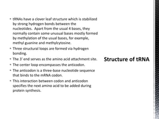  tRNAs have a clover leaf structure which is stabilized
by strong hydrogen bonds between the
nucleotides. Apart from the usual 4 bases, they
normally contain some unusual bases mostly formed
by methylation of the usual bases, for example,
methyl guanine and methylcytosine.
 Three structural loops are formed via hydrogen
bonding.
 The 3′ end serves as the amino acid attachment site.
 The center loop encompasses the anticodon.
 The anticodon is a three-base nucleotide sequence
that binds to the mRNA codon.
 This interaction between codon and anticodon
specifies the next amino acid to be added during
protein synthesis.
 