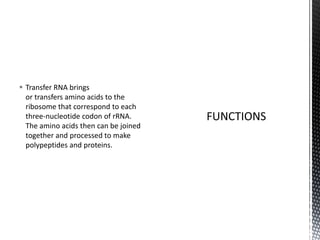  Transfer RNA brings
or transfers amino acids to the
ribosome that correspond to each
three-nucleotide codon of rRNA.
The amino acids then can be joined
together and processed to make
polypeptides and proteins.
 
