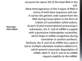  Messenger
RNA (mRNA)
 