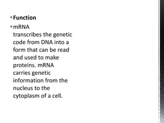 Function
mRNA
transcribes the genetic
code from DNA into a
form that can be read
and used to make
proteins. mRNA
carries genetic
information from the
nucleus to the
cytoplasm of a cell.
 