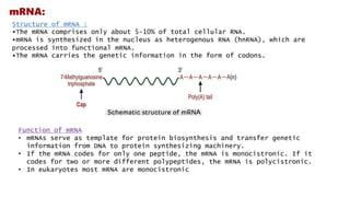 mRNA:
Structure of mRNA :
▪The mRNA comprises only about 5-10% of total cellular RNA.
▪mRNA is synthesized in the nucleus as heterogenous RNA (hnRNA), which are
processed into functional mRNA.
▪The mRNA carries the genetic information in the form of codons.
Function of mRNA
• mRNAs serve as template for protein biosynthesis and transfer genetic
information from DNA to protein synthesizing machinery.
• If the mRNA codes for only one peptide, the mRNA is monocistronic. If it
codes for two or more different polypeptides, the mRNA is polycistronic.
• In eukaryotes most mRNA are monocistronic
 