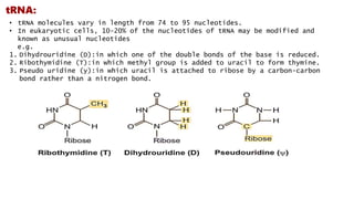 tRNA:
• tRNA molecules vary in length from 74 to 95 nucleotides.
• In eukaryotic cells, 10-20% of the nucleotides of tRNA may be modified and
known as unusual nucleotides
e.g.
1. Dihydrouridine (D):in which one of the double bonds of the base is reduced.
2. Ribothymidine (T):in which methyl group is added to uracil to form thymine.
3. Pseudo uridine (y):in which uracil is attached to ribose by a carbon-carbon
bond rather than a nitrogen bond.
 