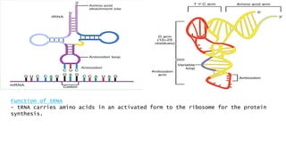 Function of tRNA
- tRNA carries amino acids in an activated form to the ribosome for the protein
synthesis.
 