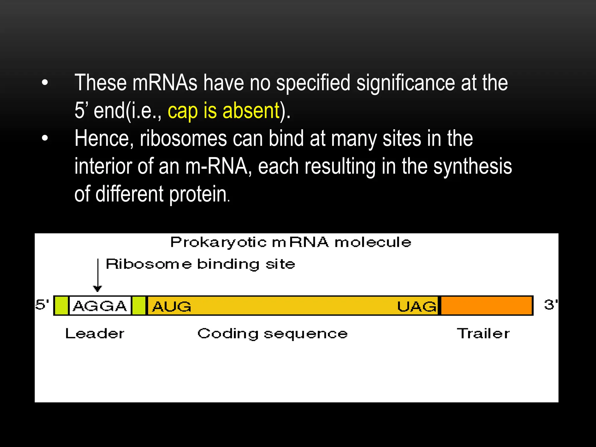• These mRNAs have no specified significance at the
5’ end(i.e., cap is absent).
• Hence, ribosomes can bind at many sites in the
interior of an m-RNA, each resulting in the synthesis
of different protein.
 