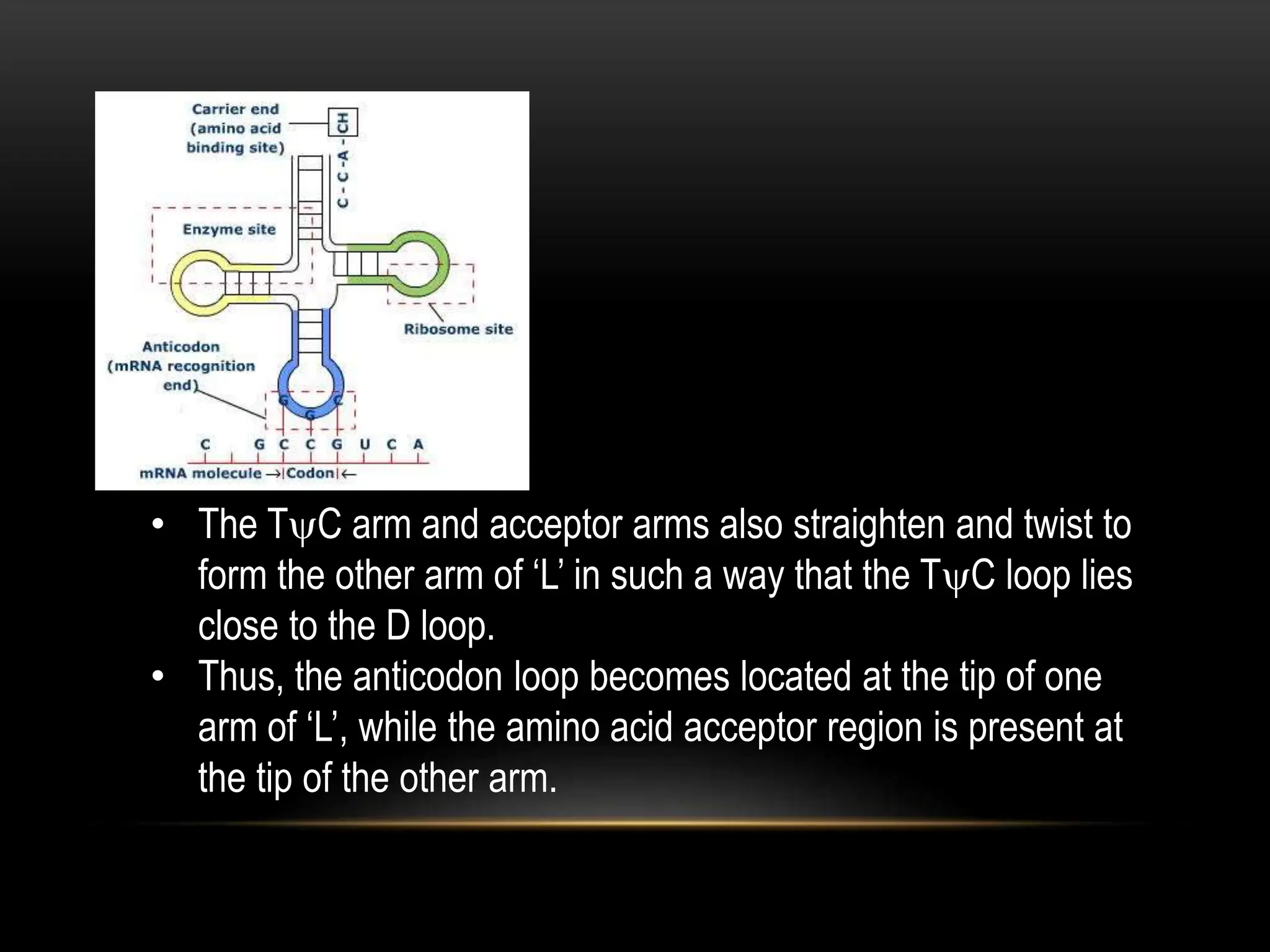• The TC arm and acceptor arms also straighten and twist to
form the other arm of ‘L’ in such a way that the TC loop lies
close to the D loop.
• Thus, the anticodon loop becomes located at the tip of one
arm of ‘L’, while the amino acid acceptor region is present at
the tip of the other arm.
 