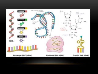 Rna Explained Simply RNA.- a short view into sturcture and function of RNA | PPTX